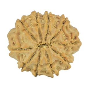 10 Mukhi Rudraksha 23.9mm 4.09gm - Rudraksha back