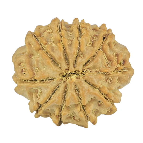 10 Mukhi Rudraksha 23.9mm 4.09gm - Rudraksha back