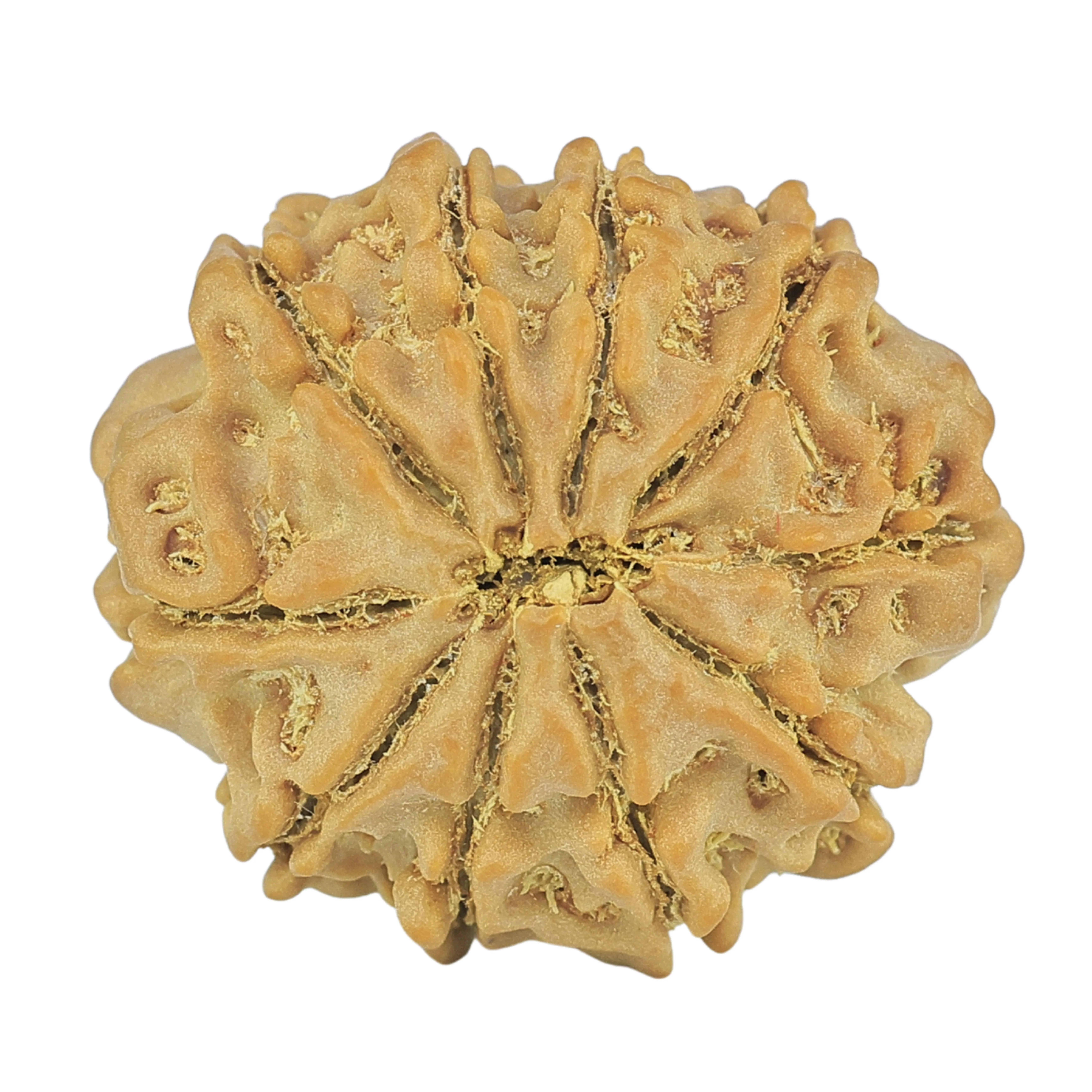 10 Mukhi Rudraksha 23.9mm 4.09gm - Rudraksha back