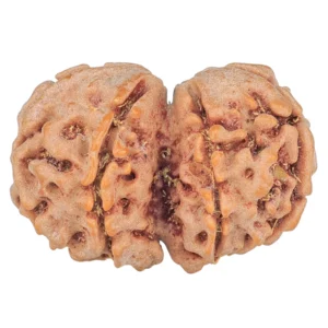 7 MK Gaurishankar 26.4mm 3.56gm - Rudraksha back