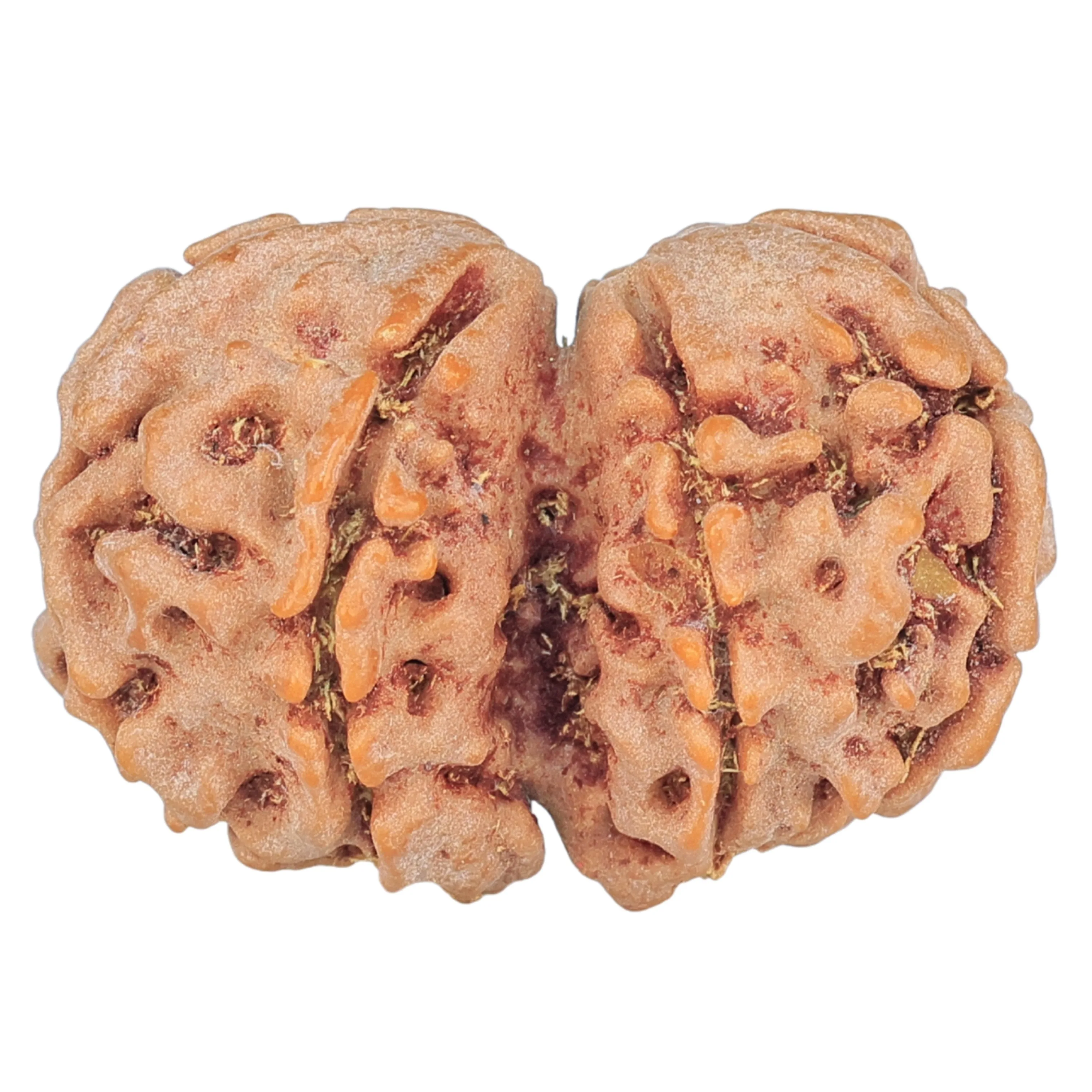 7 MK Gaurishankar 26.4mm 3.56gm - Rudraksha back