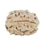 1 Mukhi Rudraksha 19.2mm 1.86gm - Rudraksha back