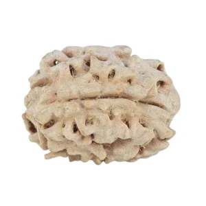 1 Mukhi Rudraksha 19.2mm 1.86gm - Rudraksha back