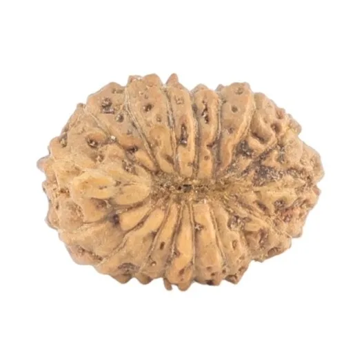 rudraksha_back_image-OZk_f.jpg 17 Mukhi Rudraksha 12.6mm 0.46gm - Rudraksha back