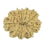 10 Mukhi Rudraksha 32.6mm 5.86gm - Rudraksha back