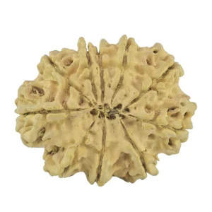 10 Mukhi Rudraksha 32.6mm 5.86gm - Rudraksha back