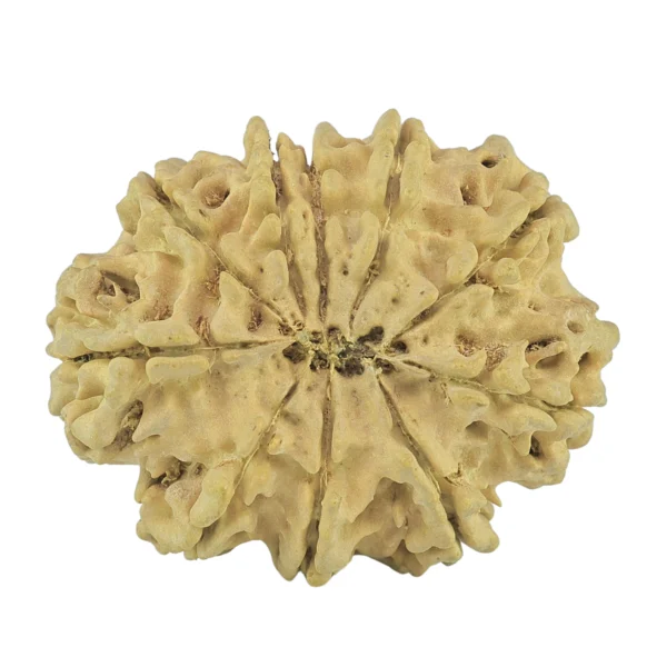 10 Mukhi Rudraksha 32.6mm 5.86gm - Rudraksha back