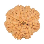 8 Mukhi Rudraksha 28.7mm 6.89gm - Rudraksha back