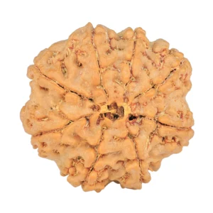 8 Mukhi Rudraksha 28.7mm 6.89gm - Rudraksha back