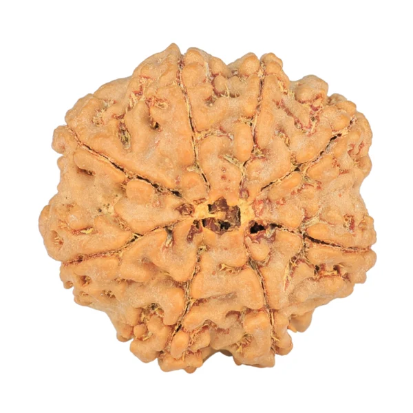 8 Mukhi Rudraksha 28.7mm 6.89gm - Rudraksha back