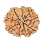 9 Mukhi Rudraksha 27.6mm 5.98gm - Rudraksha back