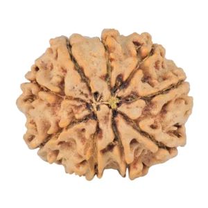 9 Mukhi Rudraksha 27.6mm 5.98gm - Rudraksha back