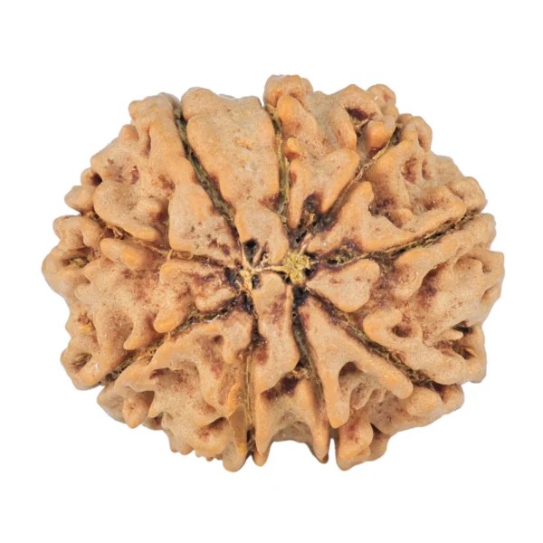 9 Mukhi Rudraksha 27.6mm 5.98gm - Rudraksha back