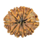 10 Mukhi Rudraksha 24.8mm 3.38gm - Rudraksha back