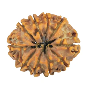 10 Mukhi Rudraksha 24.8mm 3.38gm - Rudraksha back