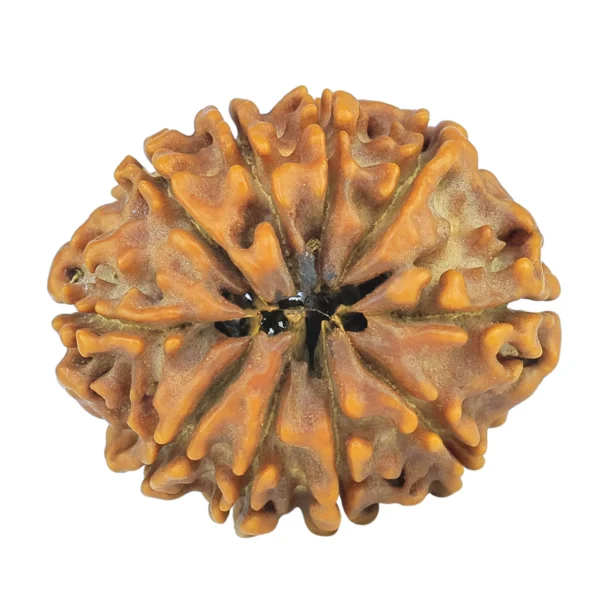 10 Mukhi Rudraksha 24.8mm 3.38gm - Rudraksha back