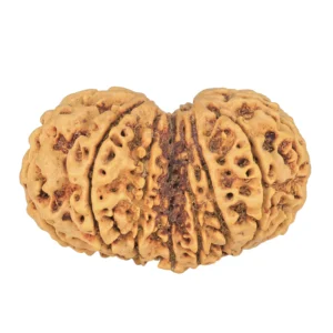 13 MK Gaurishankar 39.3mm 8.26gm - Rudraksha back