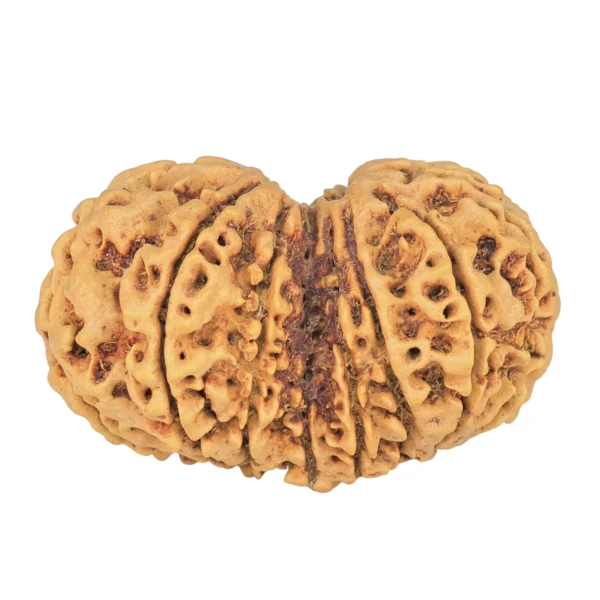 13 MK Gaurishankar 39.3mm 8.26gm - Rudraksha back
