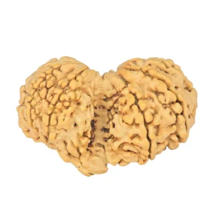 10 Mk Gaurishankar 35.8mm 5.64gm - Rudraksha back