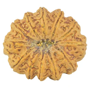12 Mukhi Rudraksha 35.5mm 9.6gm - Origin: Nepal - Rudraksha back