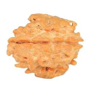 1 Mukhi Rudraksha 21mm 2.81gm - Rudraksha back