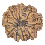 9 Mukhi Rudraksha 24mm 4.07gm - Rudraksha back