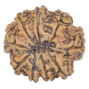9 Mukhi Rudraksha 24mm 4.07gm - Rudraksha back