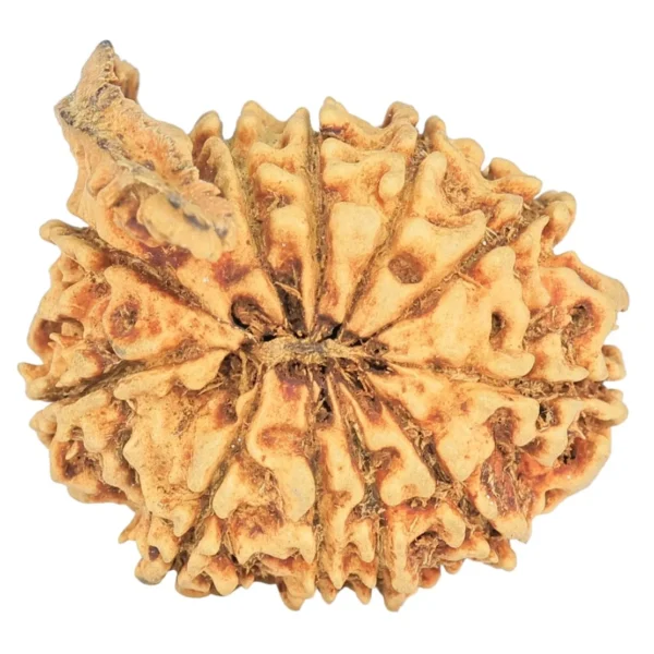 11 Mukhi Ganesh 25.5mm 2.8gm - Rudraksha back