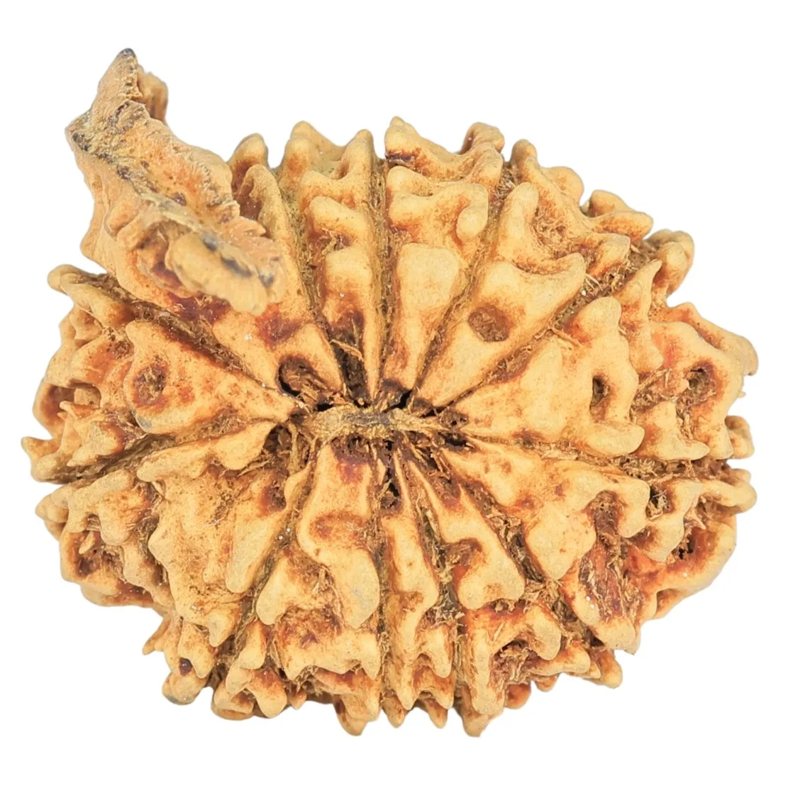 11 Mukhi Ganesh 25.5mm 2.8gm - Rudraksha back