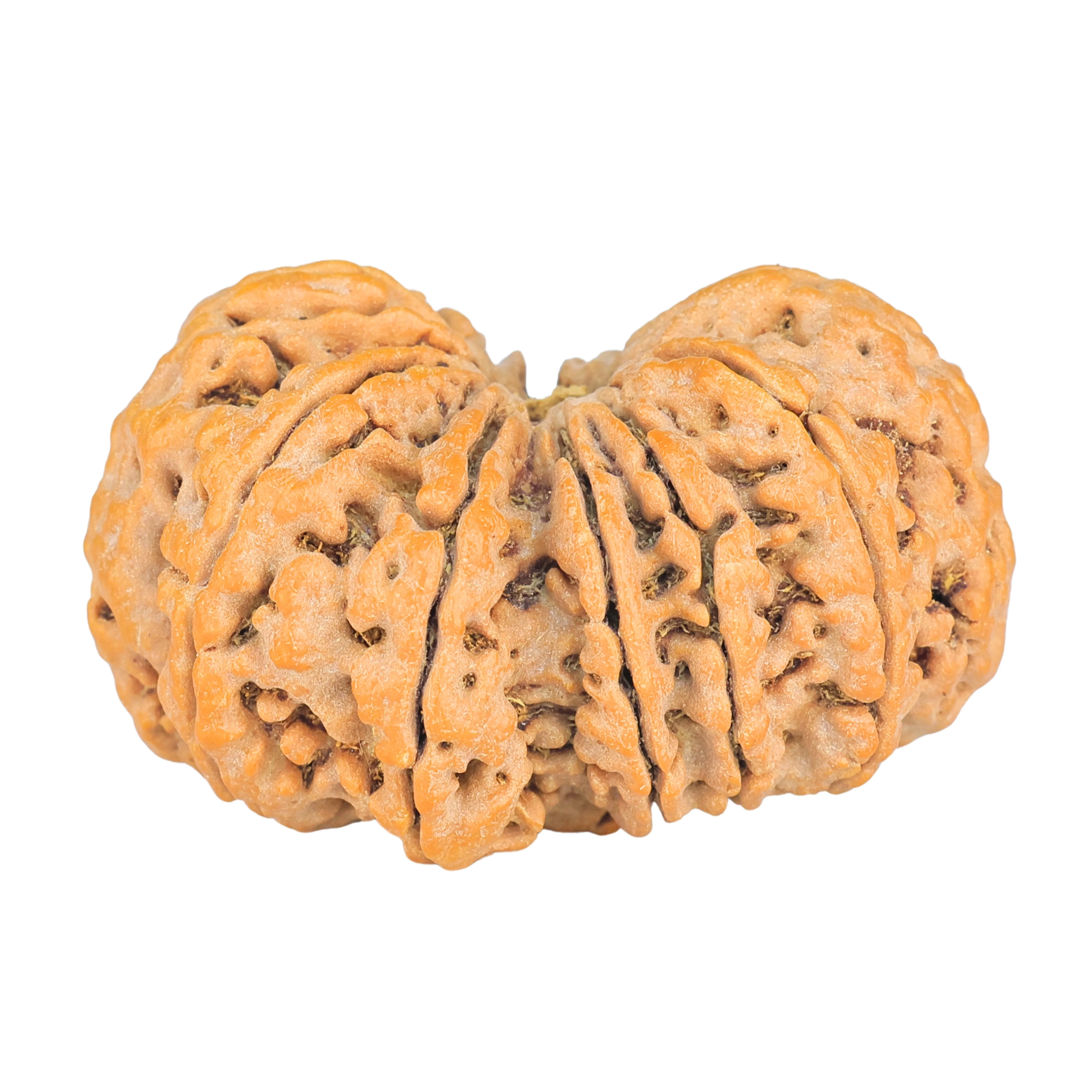 13 MK Gaurishankar 36.2mm 8.38gm - Rudraksha back