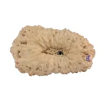 18 Mukhi Rudraksha 22.4mm 1.62gm - Rudraksha back