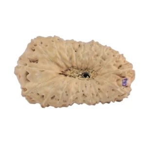 18 Mukhi Rudraksha 22.4mm 1.62gm - Rudraksha back