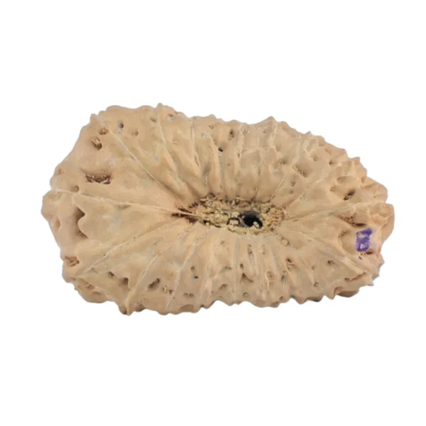 18 Mukhi Rudraksha 22.4mm 1.62gm - Rudraksha back