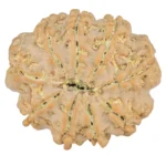 9 Mukhi Rudraksha 24.3mm 4gm - Rudraksha back