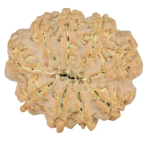 9 Mukhi Rudraksha 24.3mm 4gm - Rudraksha back