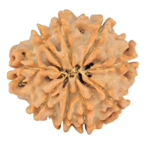 9 Mukhi Rudraksha 22.6mm 3.57gm - Rudraksha back