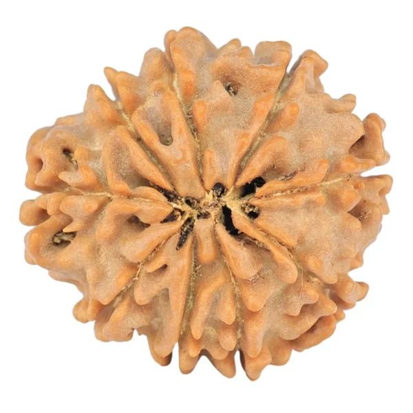 9 Mukhi Rudraksha 22.6mm 3.57gm - Rudraksha back