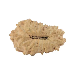 17 Mukhi Rudraksha 18.9mm 0.93gm - Rudraksha back