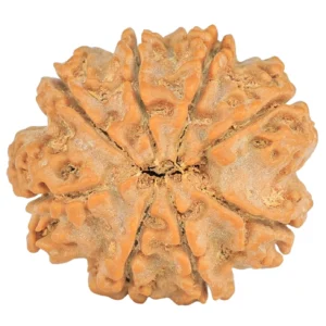 8 Mukhi Rudraksha 28.4mm 6.87gm - Rudraksha back