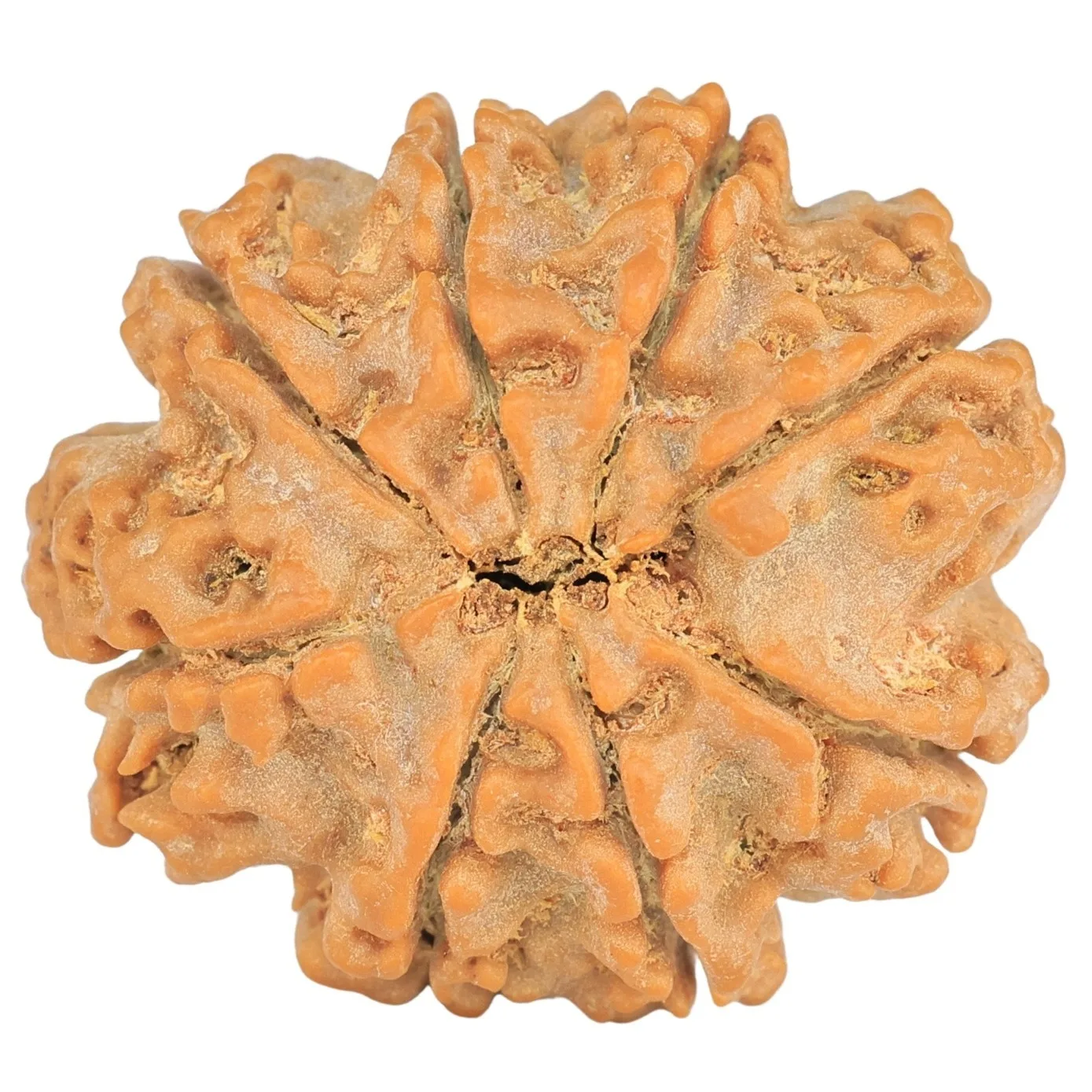 8 Mukhi Rudraksha 28.4mm 6.87gm - Rudraksha back