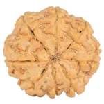 8 Mukhi Rudraksha 28.9mm 6.76gm - Rudraksha back