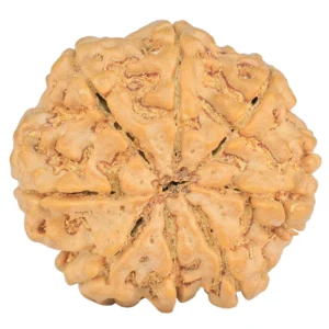 8 Mukhi Rudraksha 28.9mm 6.76gm - Rudraksha back