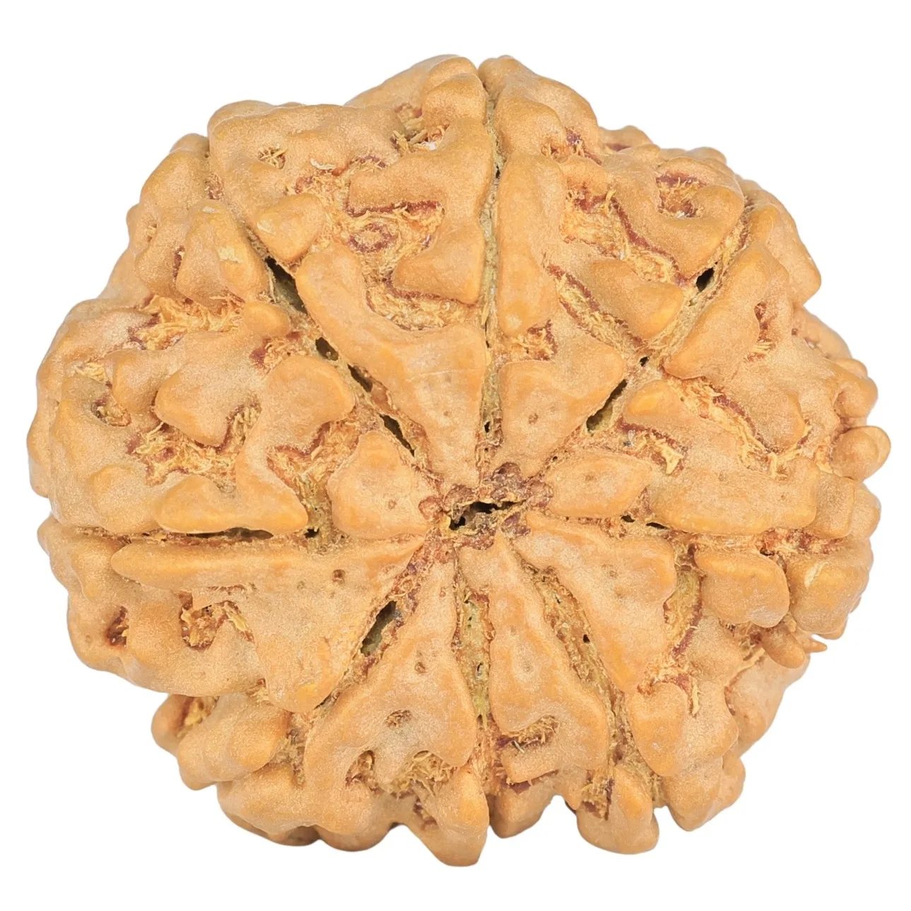 8 Mukhi Rudraksha 28.9mm 6.76gm - Rudraksha back