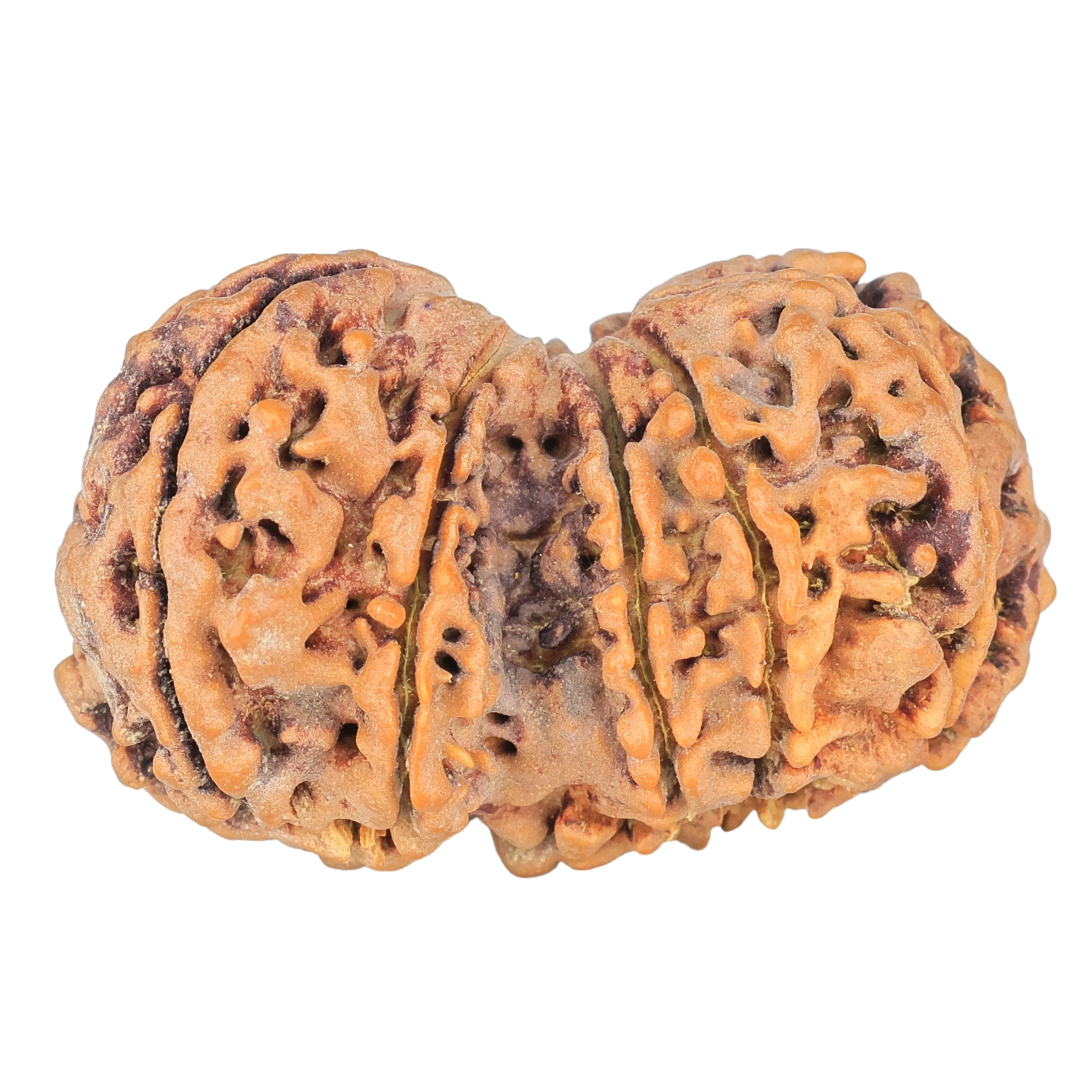 10 Mk Gaurishankar 39.8mm 9.31gm - Rudraksha back