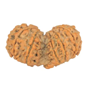 13 MK Gaurishankar 38.3mm 7.11gm - Rudraksha back