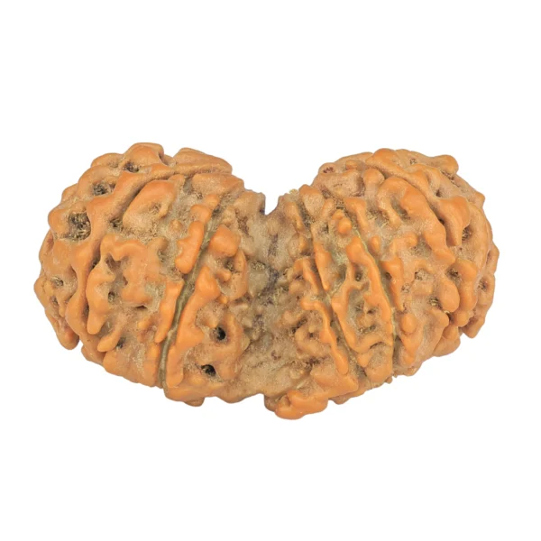 13 MK Gaurishankar 38.3mm 7.11gm - Rudraksha back