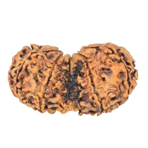 11 MK Gaurishankar 41.6mm 7.82gm - Rudraksha back