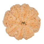 8 Mukhi Rudraksha 28.3mm 7.39gm - Rudraksha back