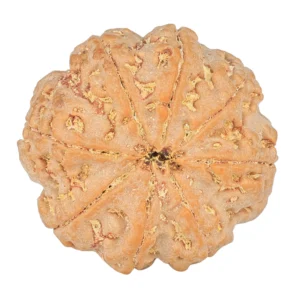 8 Mukhi Rudraksha 28.3mm 7.39gm - Rudraksha back