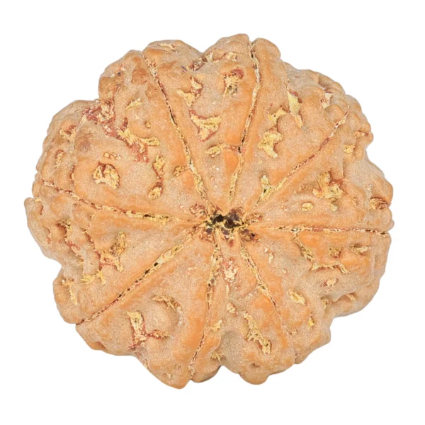 8 Mukhi Rudraksha 28.3mm 7.39gm - Rudraksha back